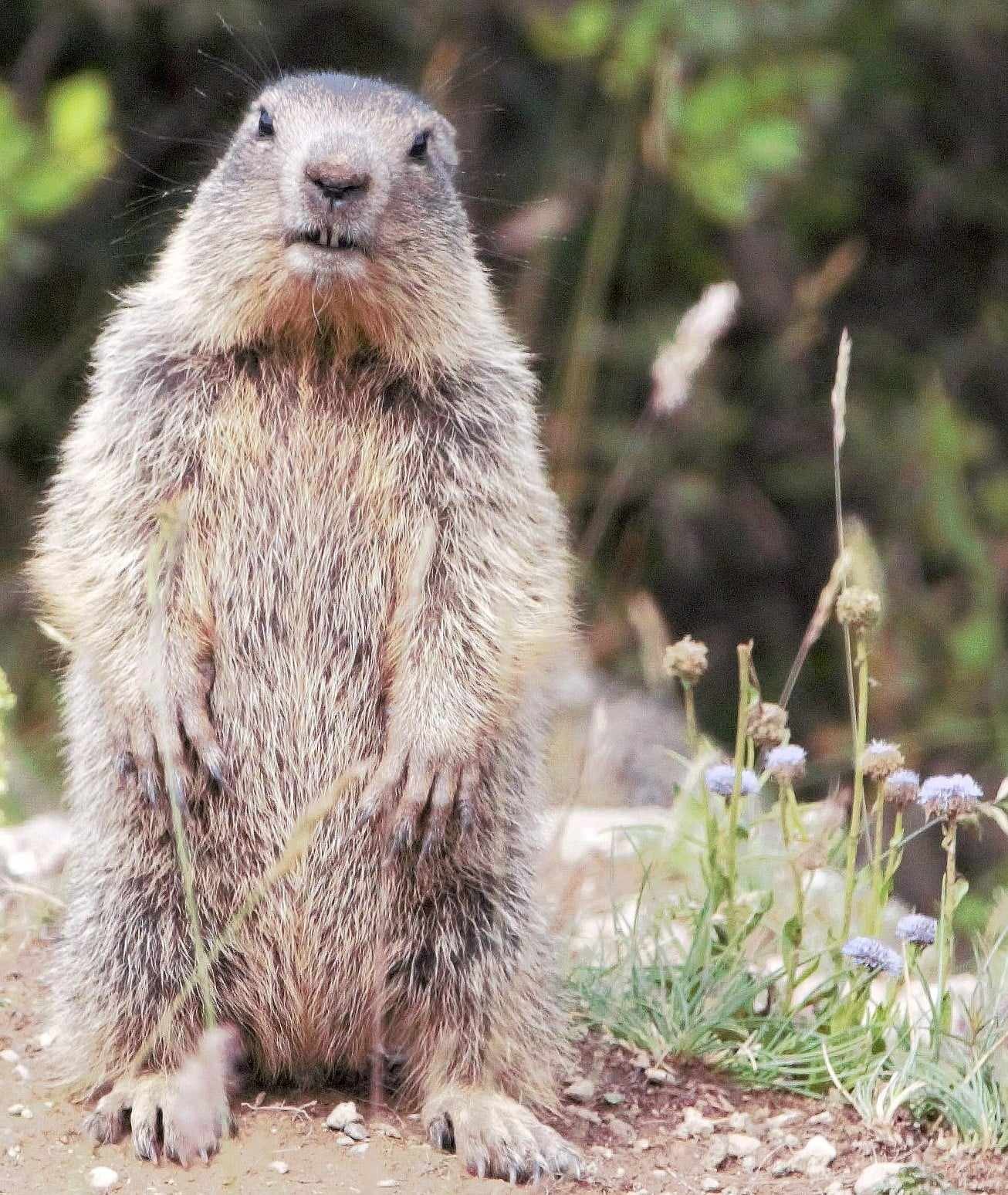 Marmot10